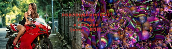 прущие грибы Бронницы